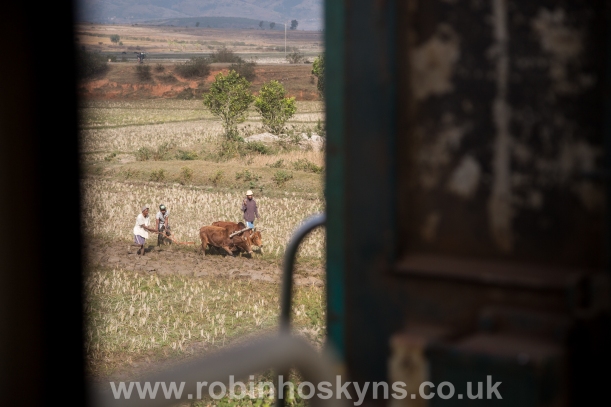 Zebu cattle  ploughing rice fields Fianarantsoa to Manakara Train