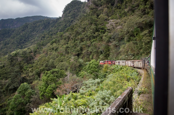 Rainforest from the Fianarantsoa to Manakara Train